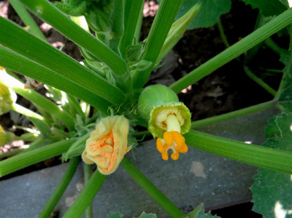  Female Flower (Apical Part)